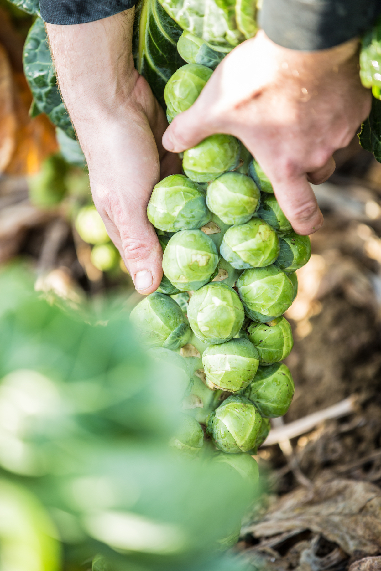 Our guide to brilliant Brussels Sprouts