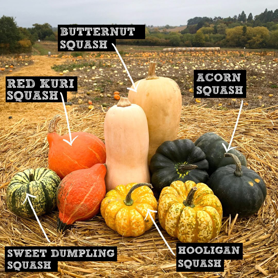 The Best Squash Recipes!