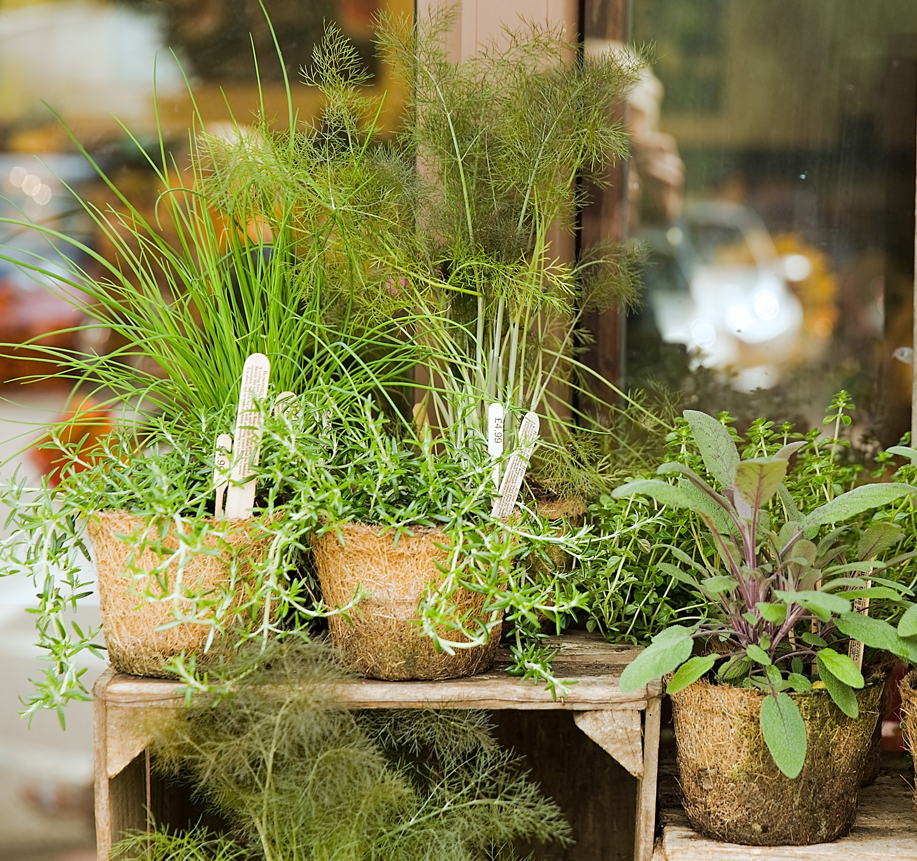 How to create a potted herb garden
