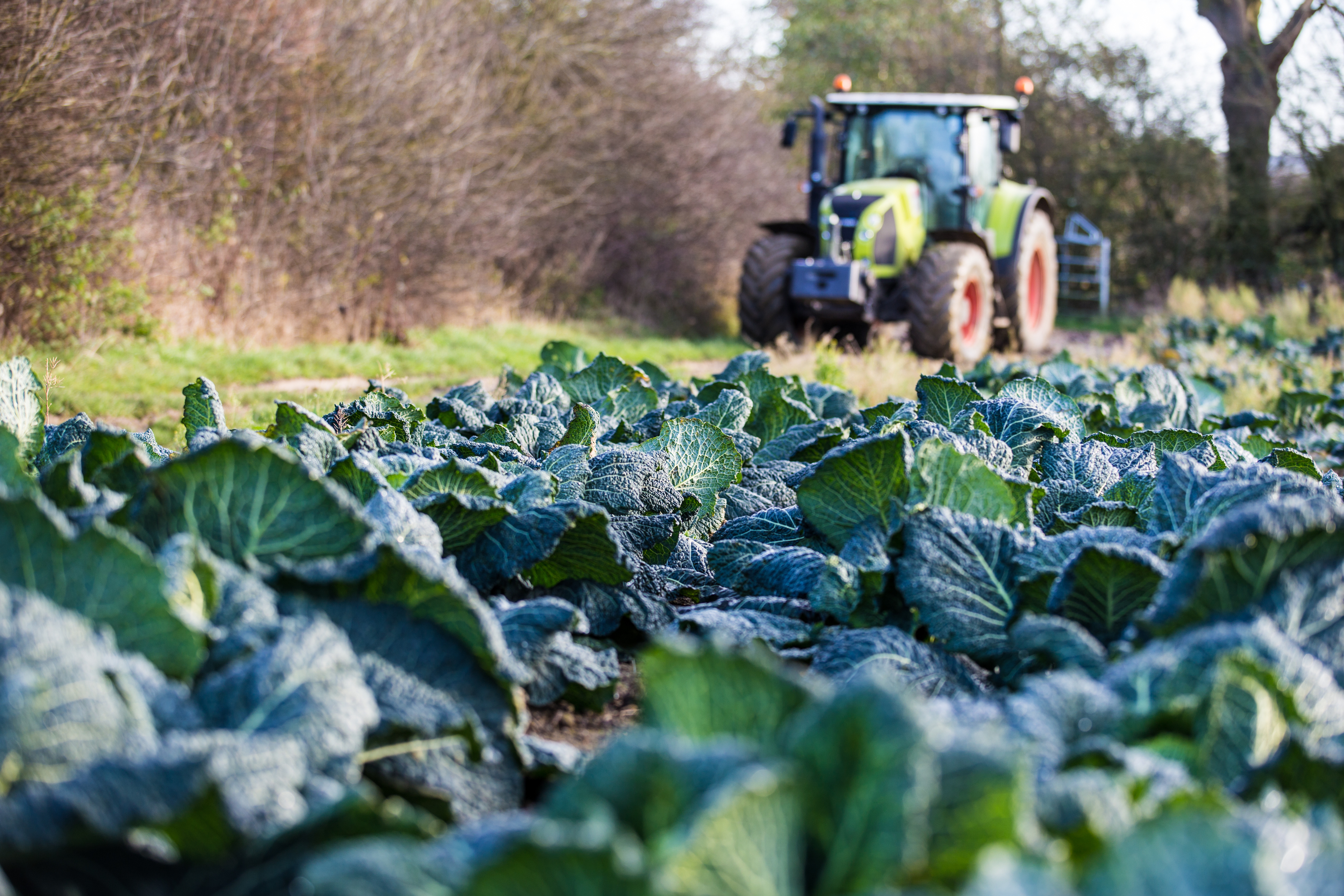 British Food Fortnight 2020