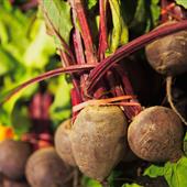 Beetroot Recipes