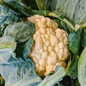 Homegrown Cauliflower