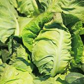 Seasonal Favourite: Hispi Cabbage