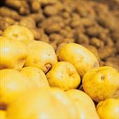 Potato Recipes
