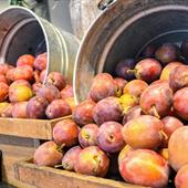 Plum Recipes