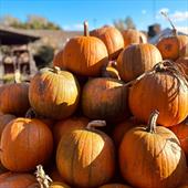 Pumpkin Festival FAQs