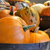 Pumpkin & Squash Recipes