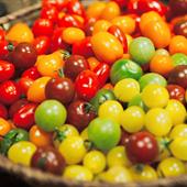 Tomato Recipes