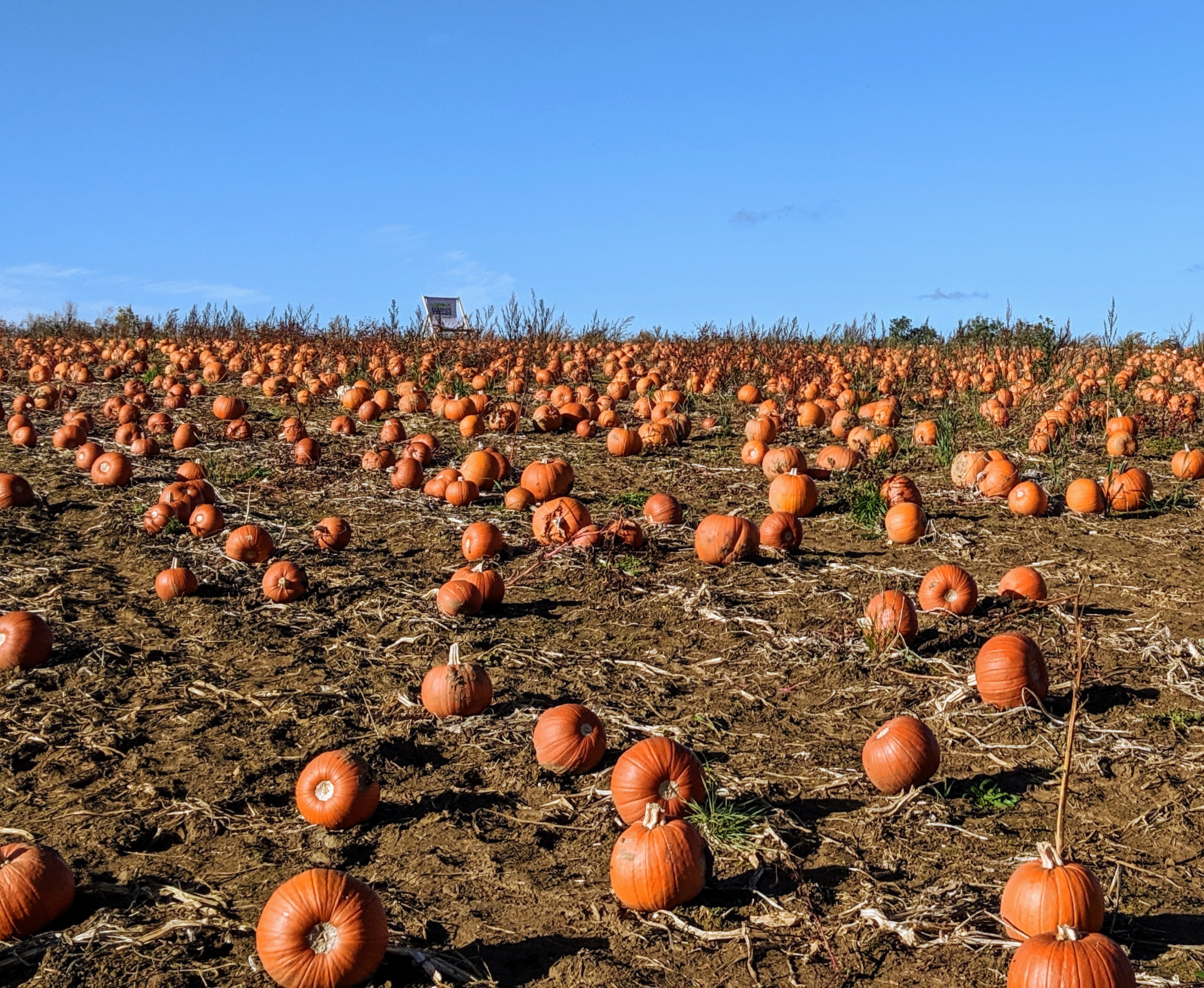 Pumpkin Farm Experience 2019