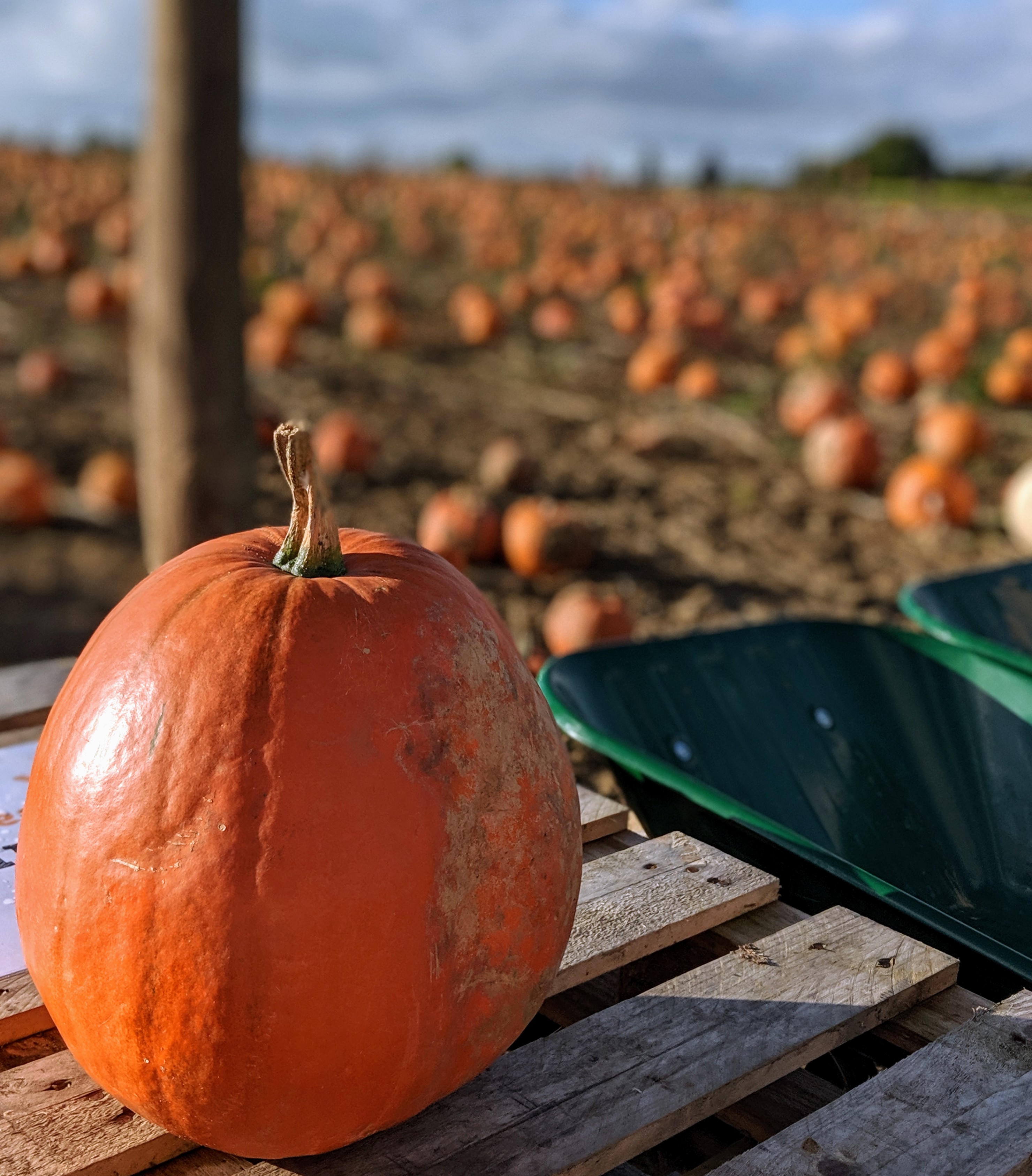 Pumpkin Farm Experience 2019