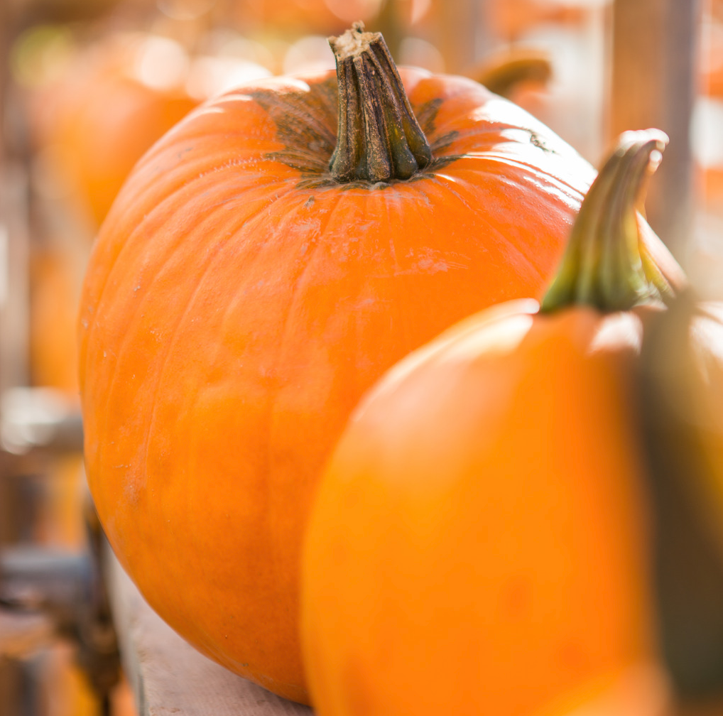 TICKETS NOW ON SALE! The Pumpkin Festival at Farndon Fields 🎃