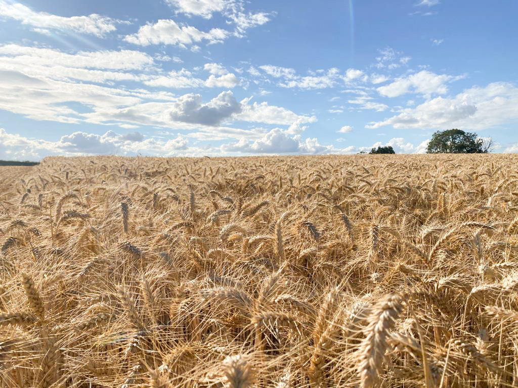 Harvesting update on the farm