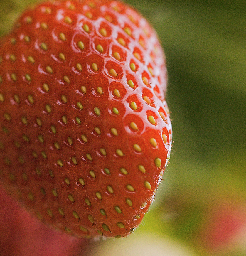 Our homegrown strawberries have now arrived in the farm shop 🍓