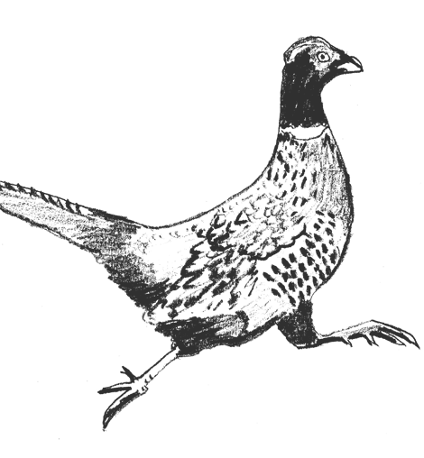 pheasant