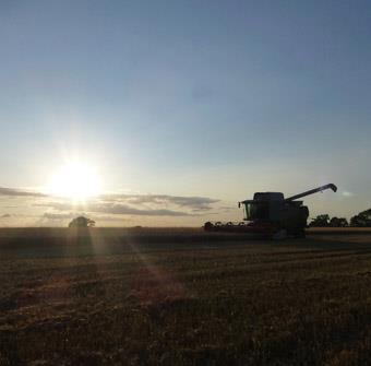 Combine harvesting wheat