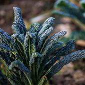 Kale in the field