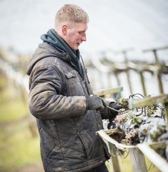 Planting strawberries