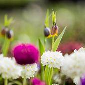 Farndon Fields Garden