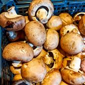 Mushroom Recipes